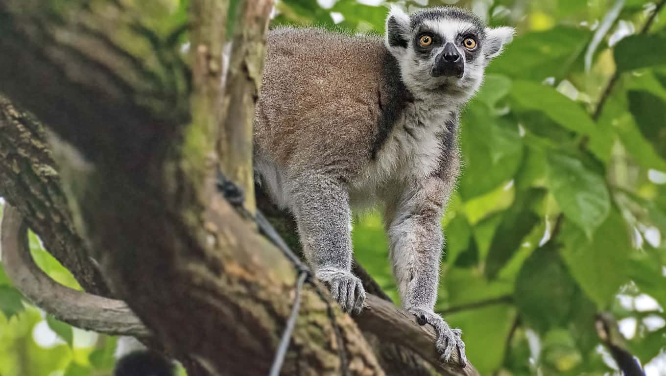 Madagascar